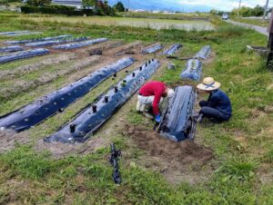 マルチ張り、定植