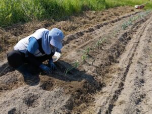 九条ねぎ植え替え①