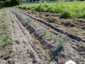 九条ネギ植え替え②