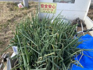 九条ネギ