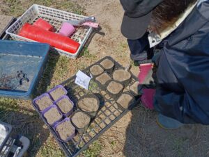 モロッコ種まき