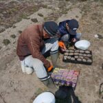 カボチャ・ズッキーニ種まき