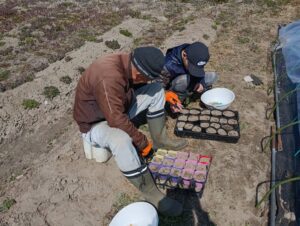 カボチャ・ズッキーニ種まき