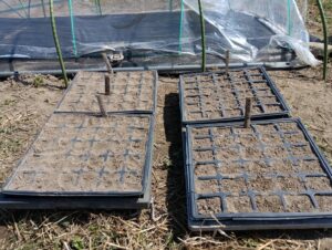 連結ポットでの種まき