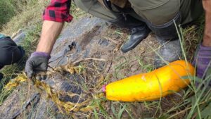 ズッキーニでかい