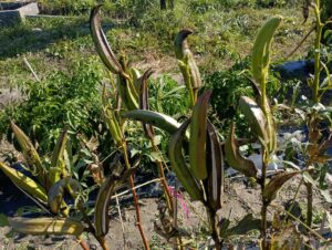 種取り用おくら