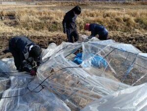 ビニールハウス撤去作業