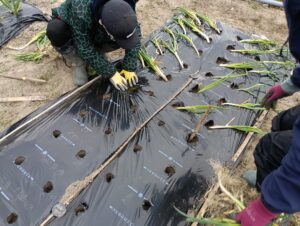 ねぎの植え方(根固め)