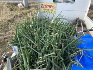 本郷畑ねぎ