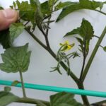 トマトの花