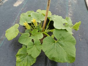 かぼちゃの花