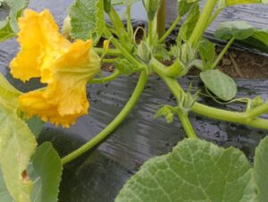 かぼちゃの花