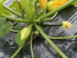 ズッキーニの花2