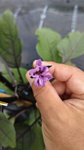ナスの花