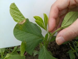 大豆の芽かき3