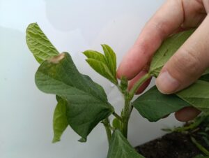 大豆の芽かき1