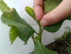 大豆の芽かき2